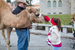 Girl petting a camel during Christmas on the Square