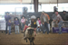 Kid doing Mutton Busting